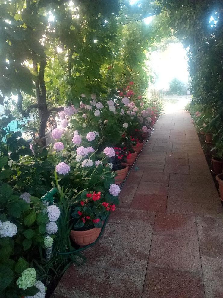 Lavander Apartma *