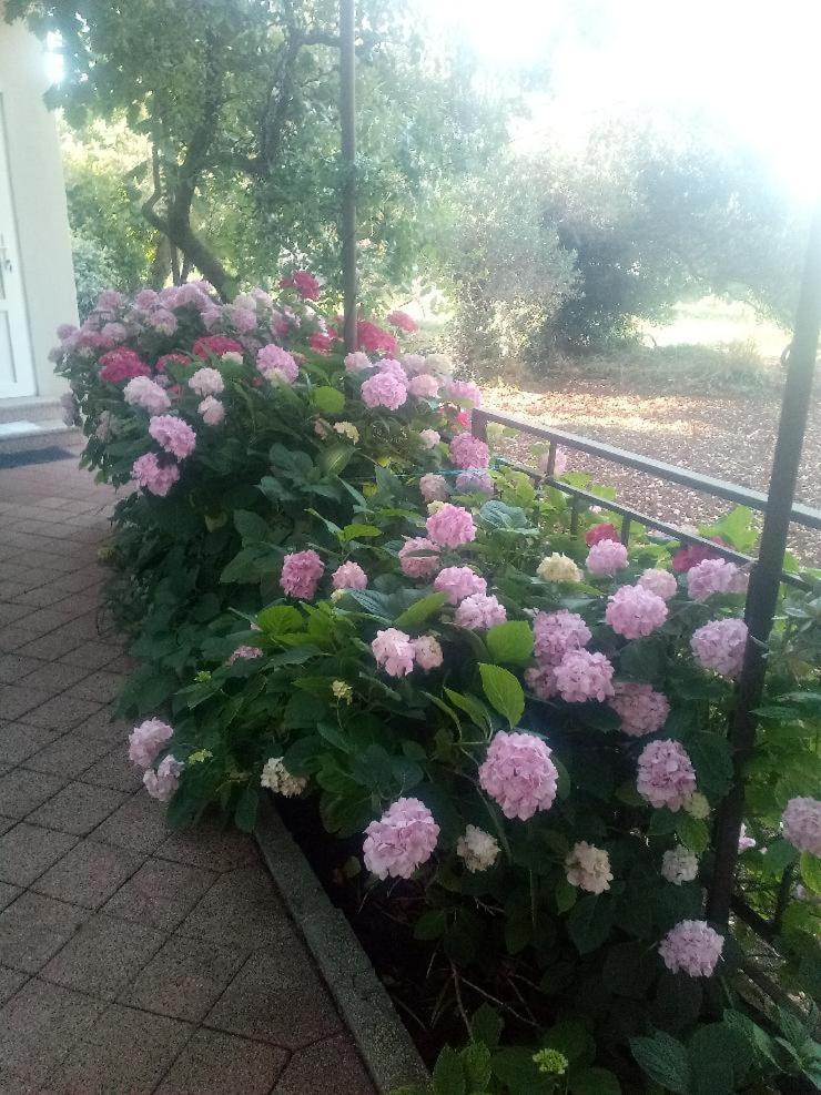 Apartma Lavander