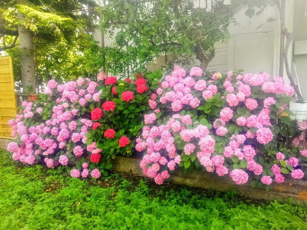 Lavander Apartma *